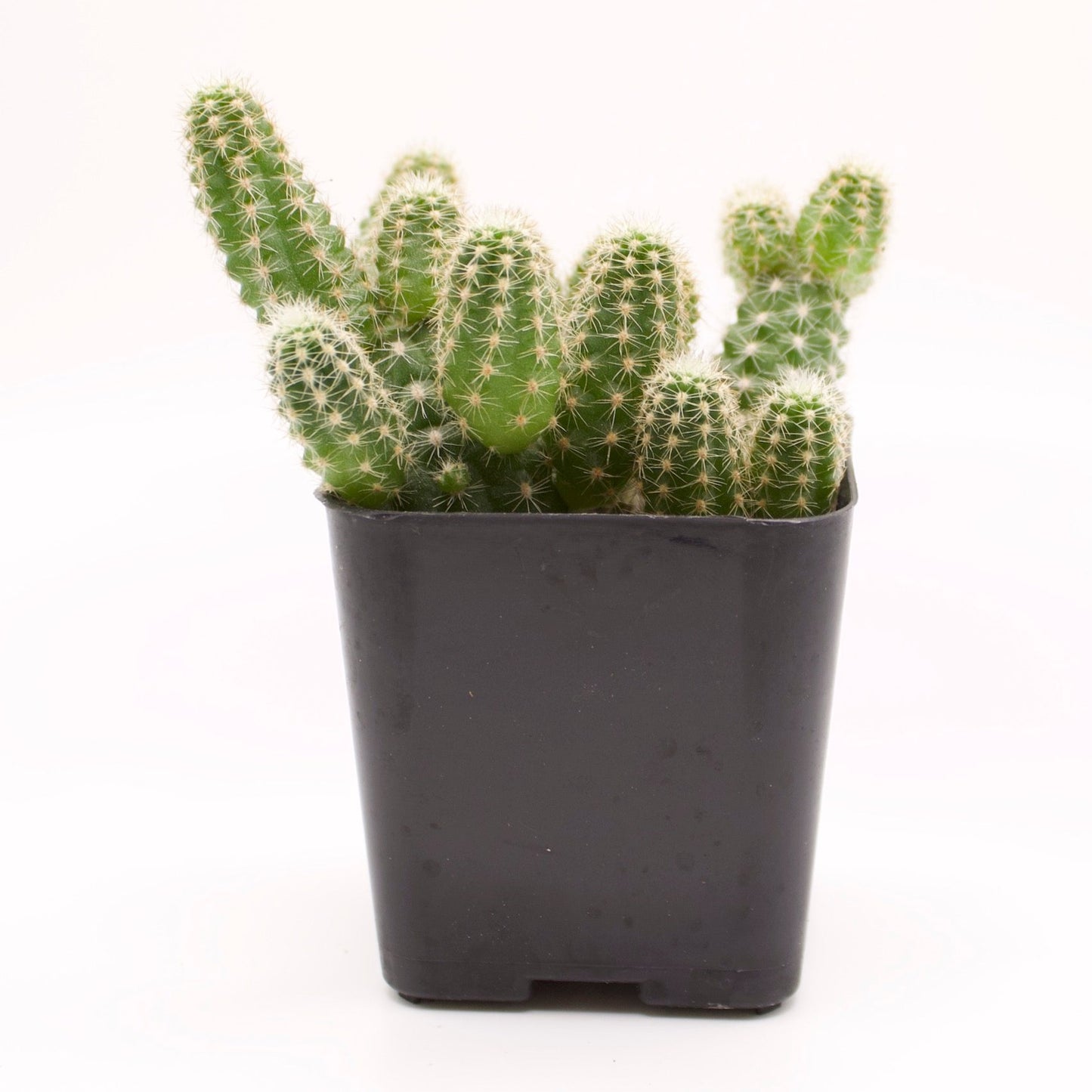 Echinopsis Peanut Cactus