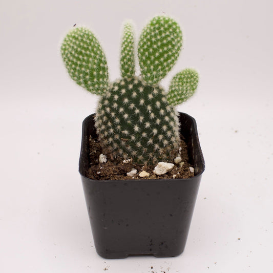 Opuntia White Bunny Ears Cactus