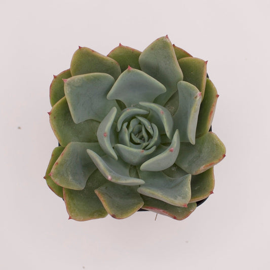 Echeveria Orpet