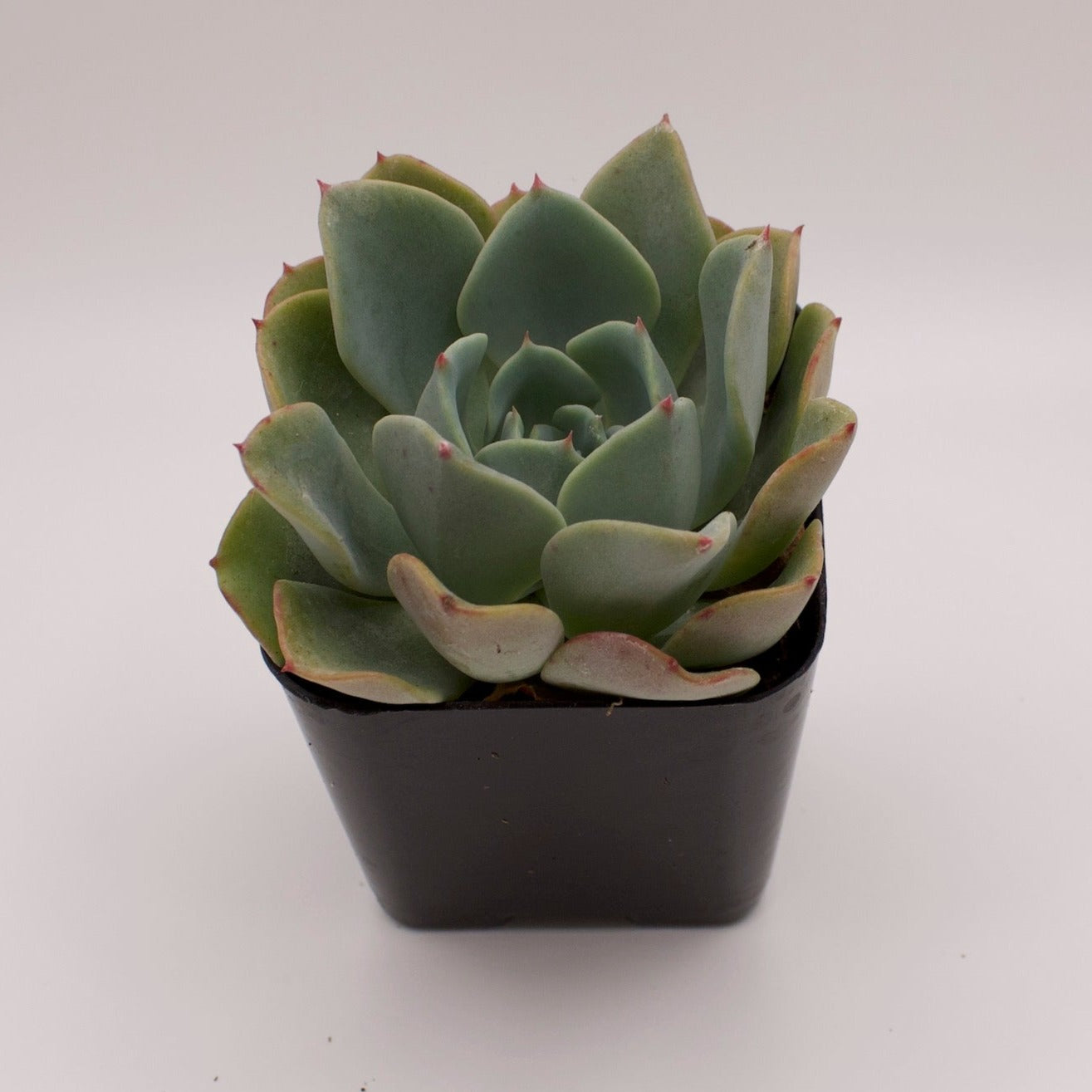orpet succulent Echeveria Orpet – Perfectly Rooted Succulents