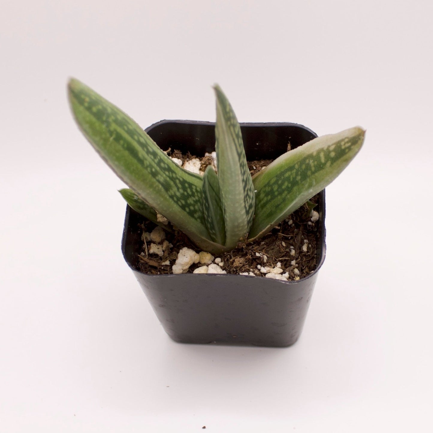 Gasteria Little Warty