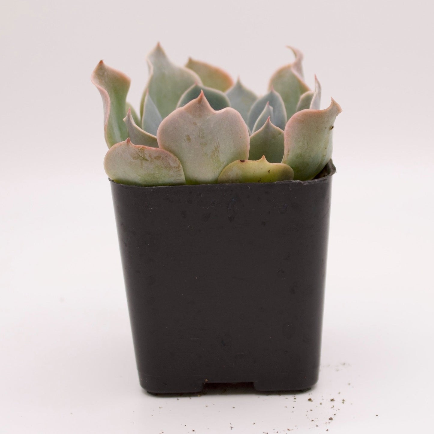 blue frills succulent Echeveria Blue Frills – Perfectly Rooted Succulents