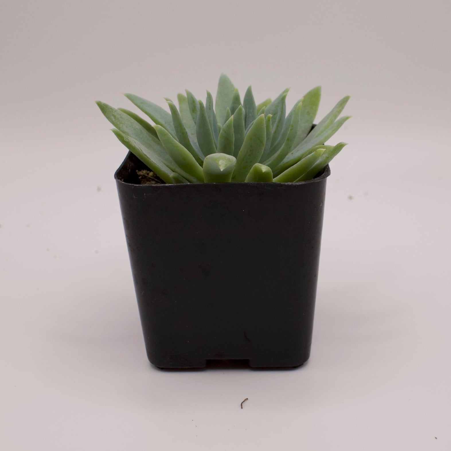 fanfare succulent Sedeveria Fanfare – Perfectly Rooted Succulents