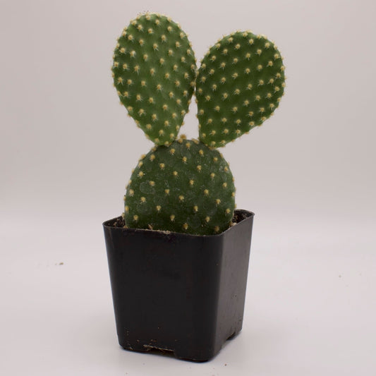 Opuntia Bunny Ears Cactus