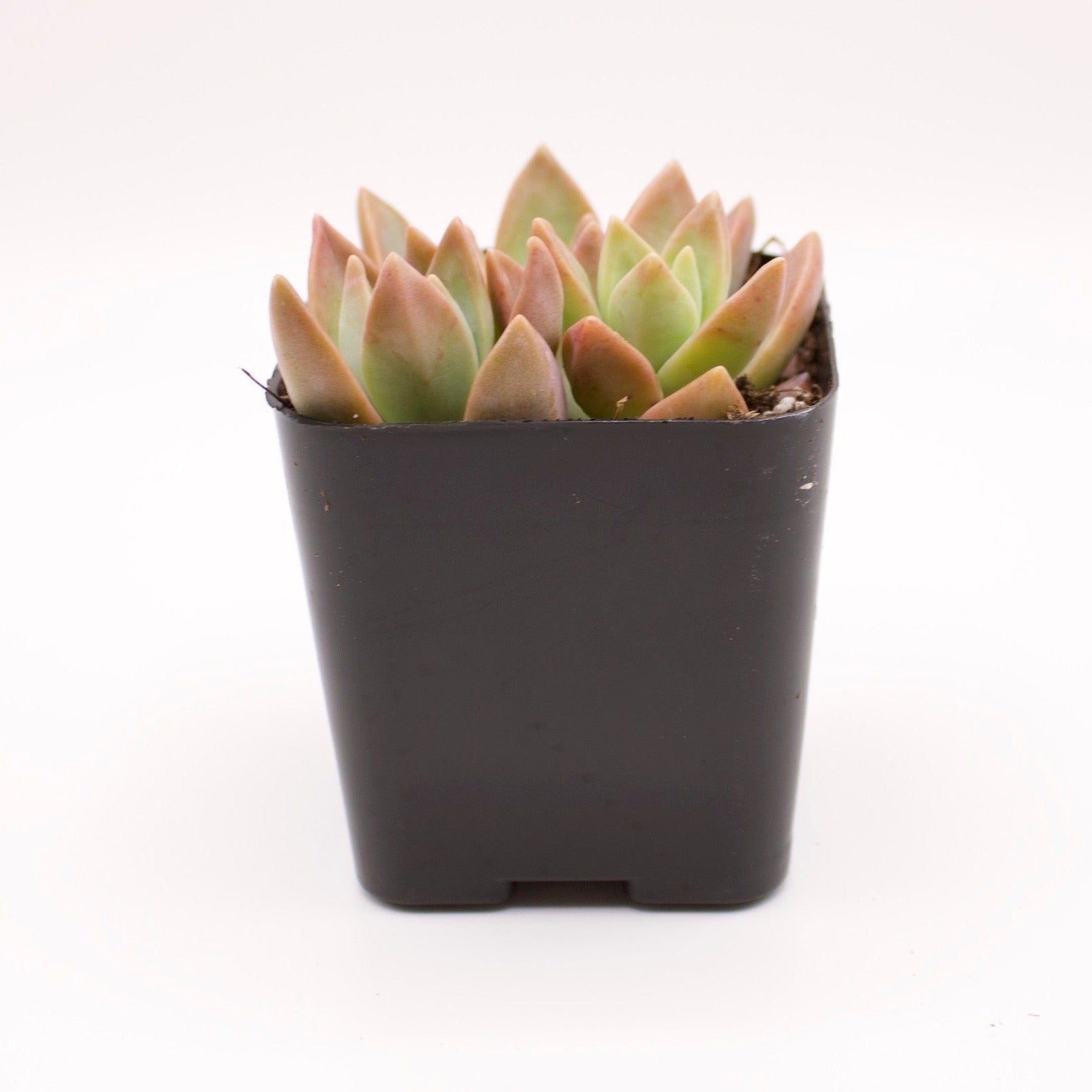frank reinelt succulent Graptopetalum Frank Reinelt – Perfectly Rooted Succulents