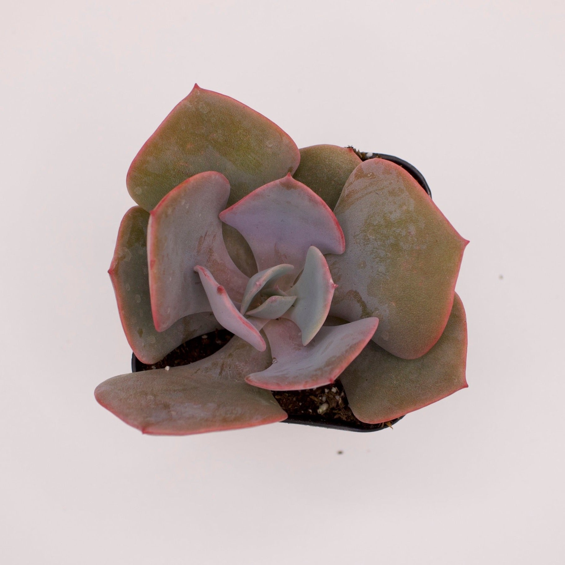 dusty rose succulent Echeveria Dusty Rose – Perfectly Rooted Succulents