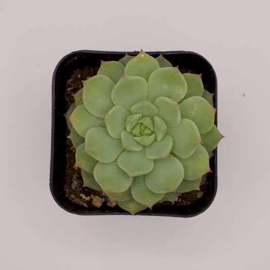 Echeveria Tippy