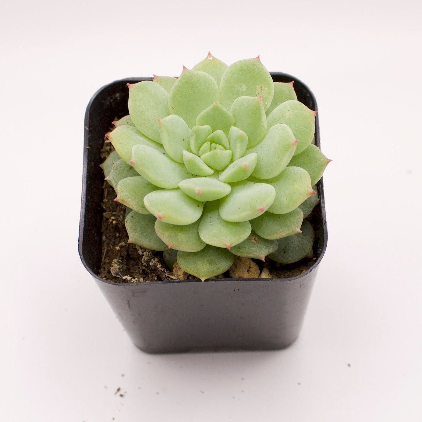 Echeveria Tippy