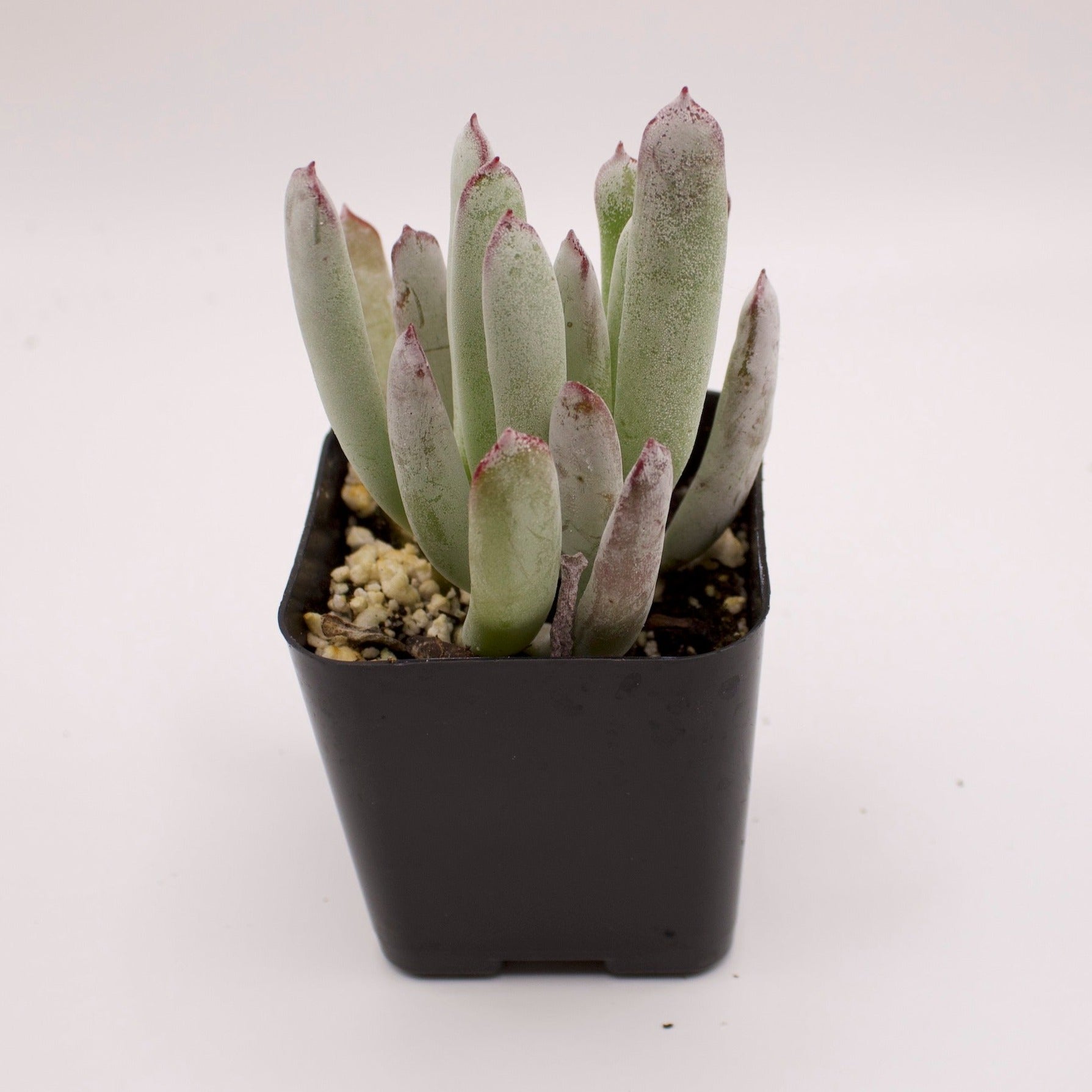 happy young lady succulent Cotyledon Happy Young Lady – Perfectly Rooted Succulents