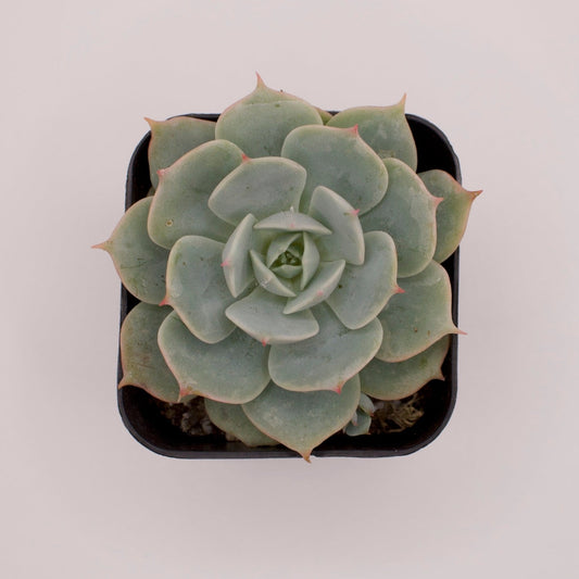 Echeveria Fleur Blanc