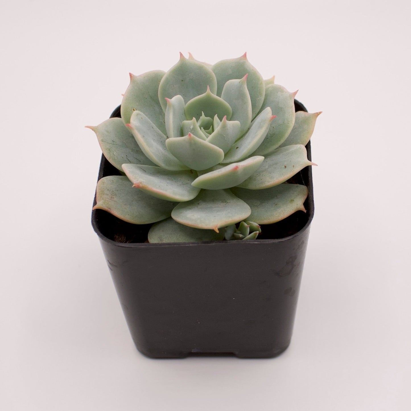 Echeveria Fleur Blanc