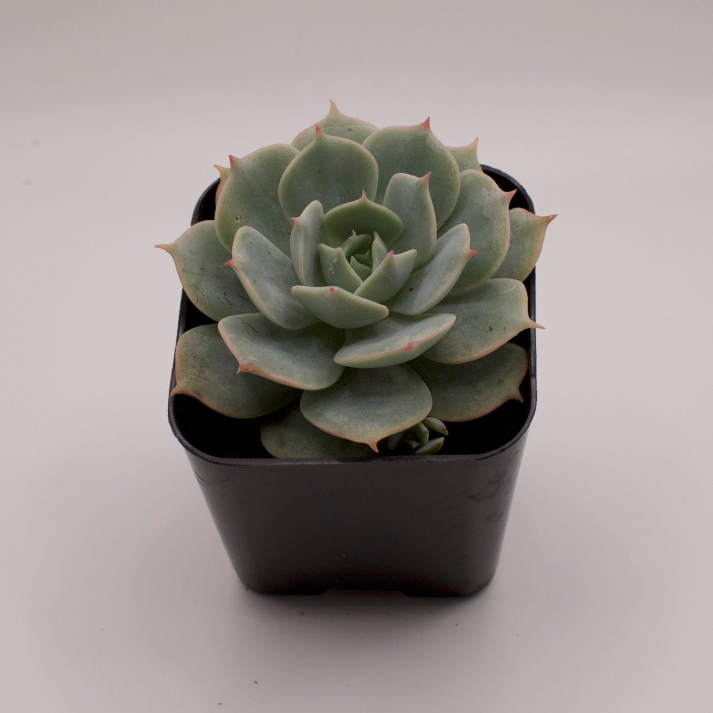 Echeveria Fleur Blanc