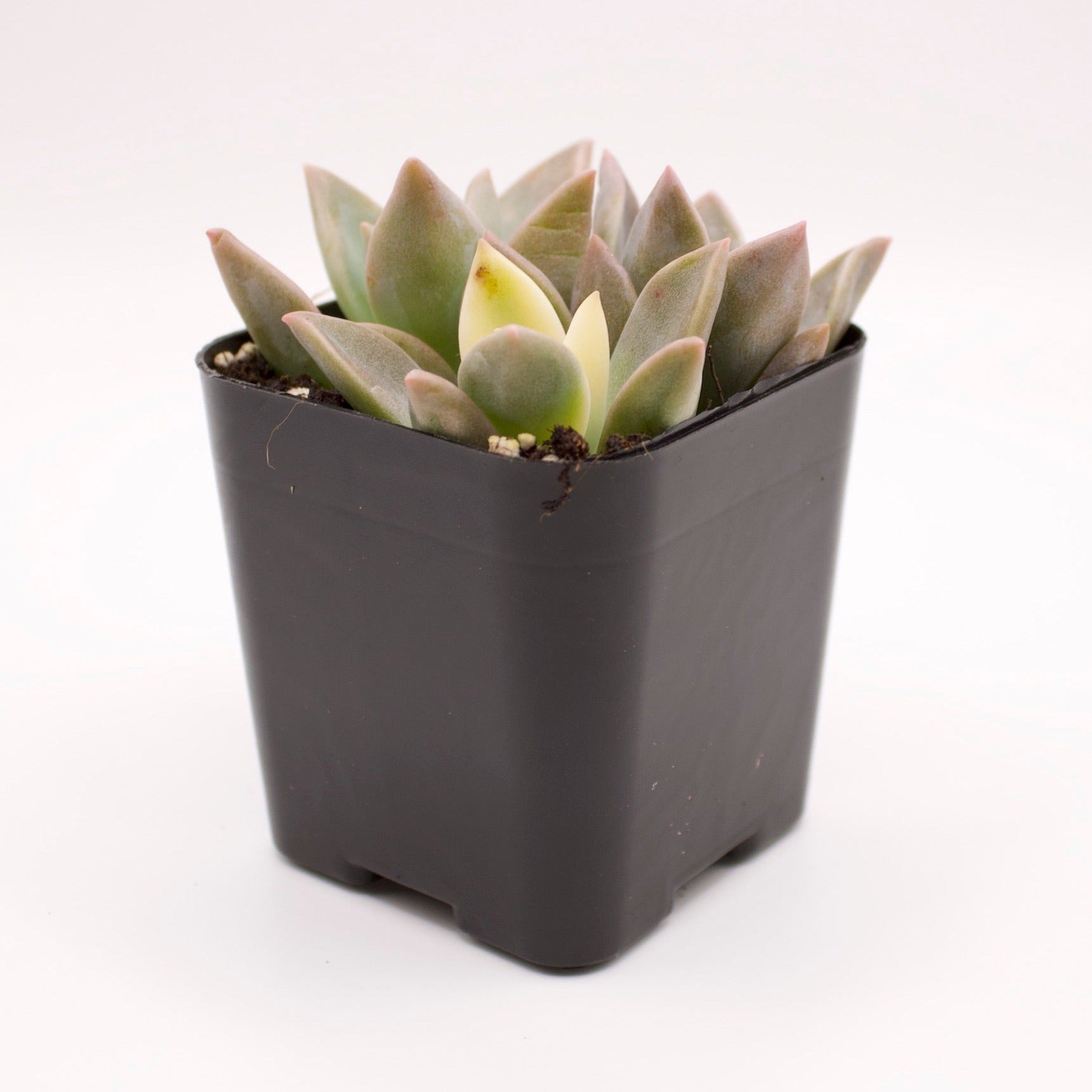 variegated ghost succulent Graptopetalum Variegated Ghost Plant – Perfectly Rooted Succulents