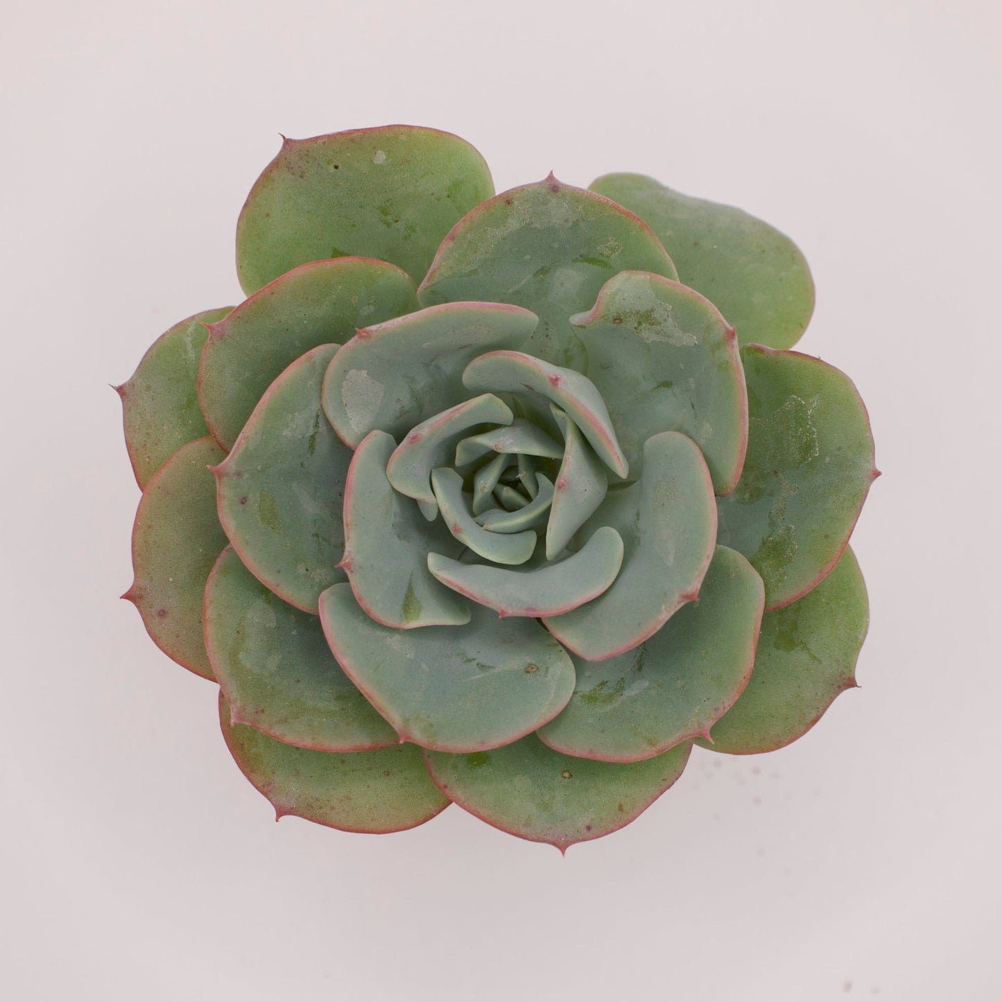 Echeveria Atlantis