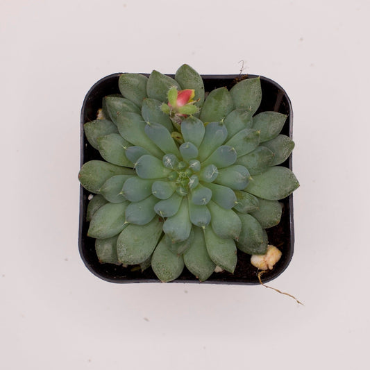 Echeveria Firecracker Plant