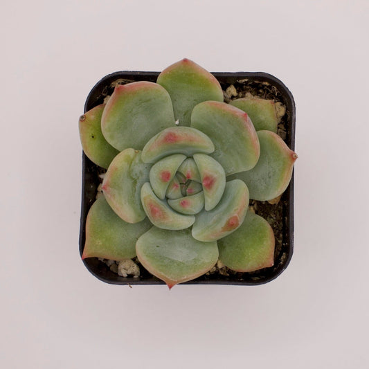 Echeveria Colorata