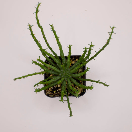 Euphorbia Flanaganii