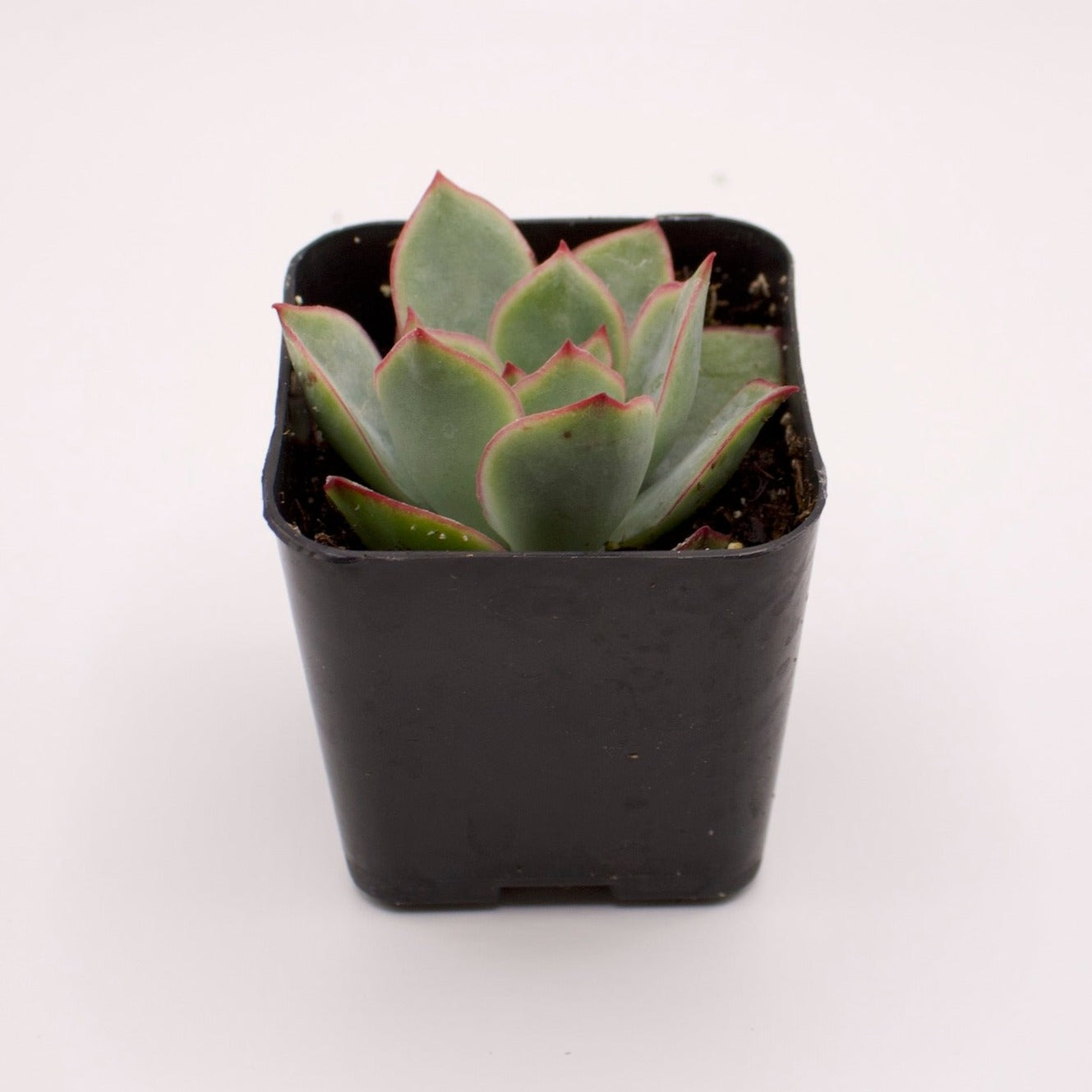 esther succulent Echeveria Esther – Perfectly Rooted Succulents