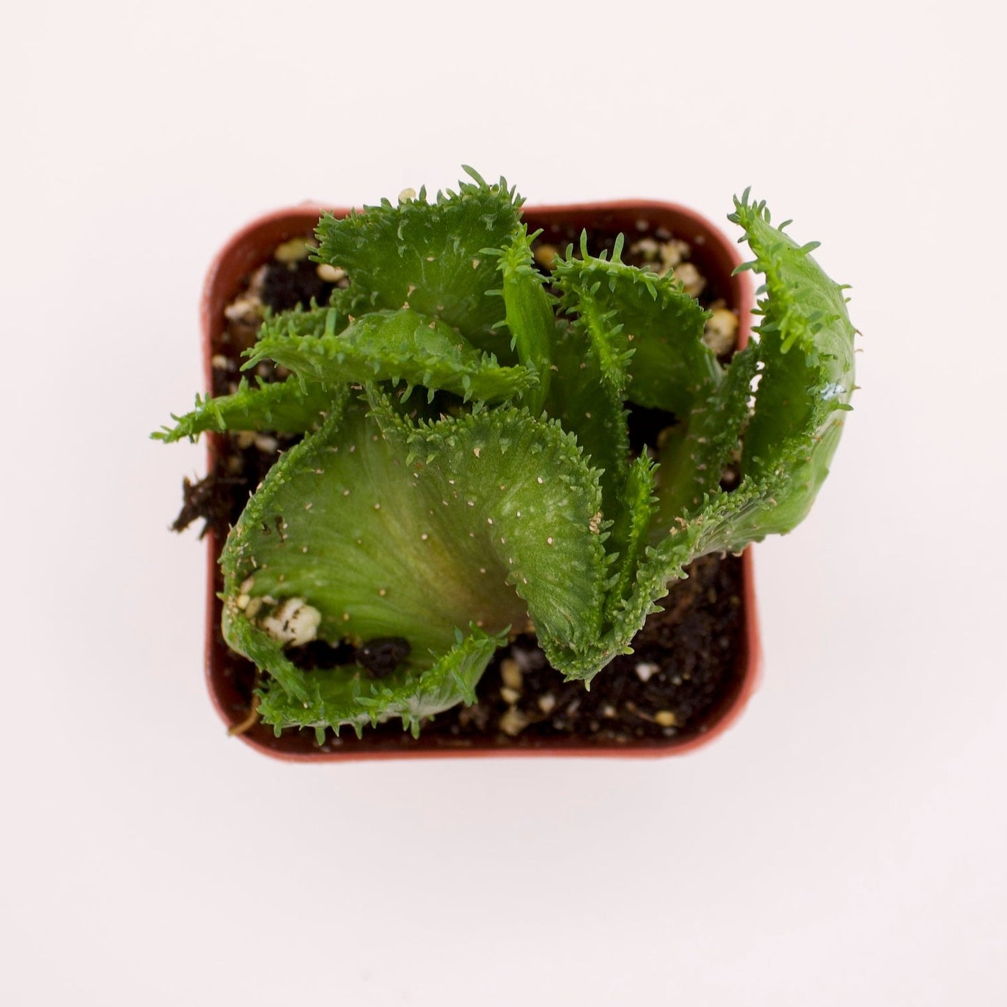 Euphorbia Green Coral