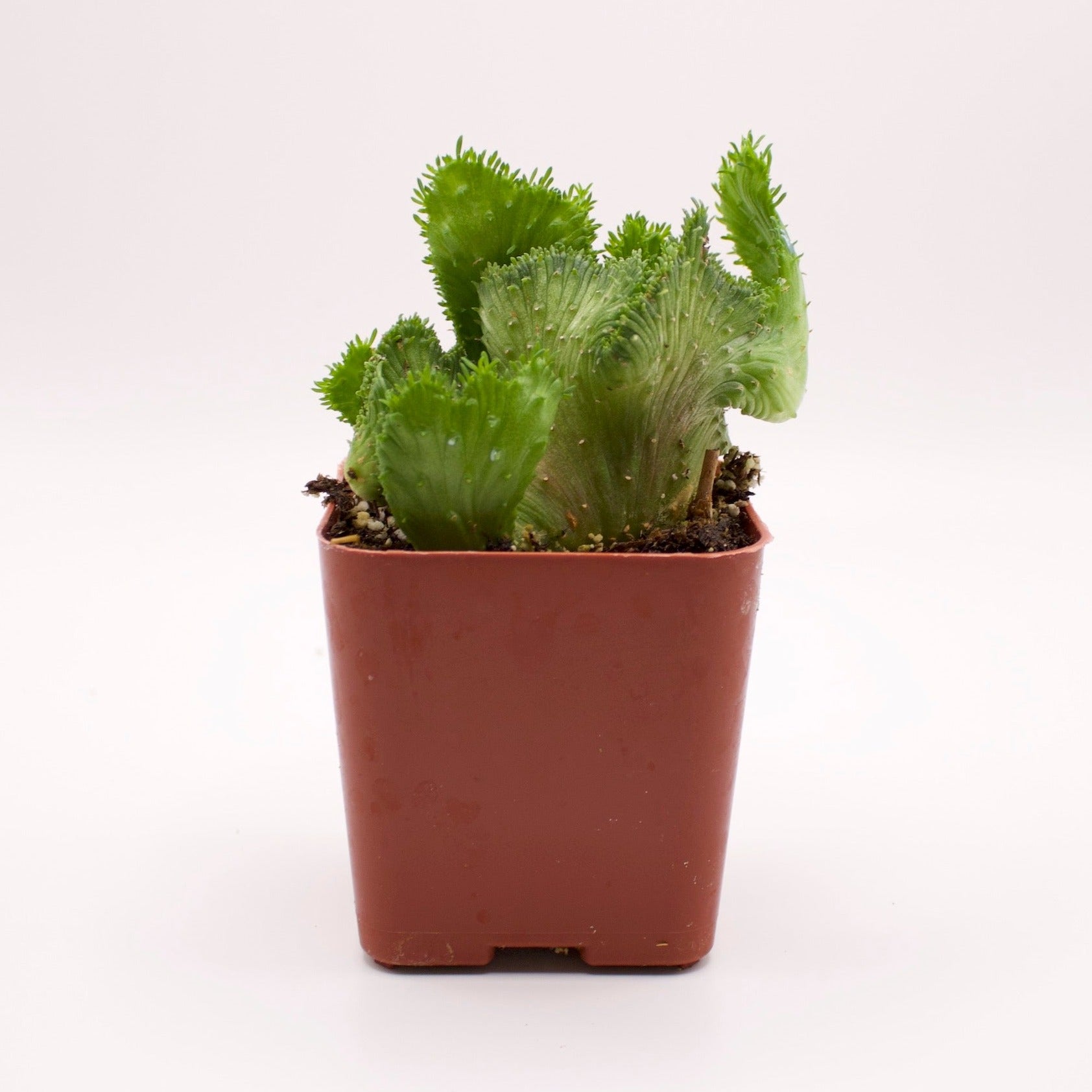 succulent that looks like green coral Euphorbia Green Coral – Perfectly Rooted Succulents