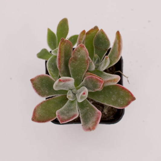 Echeveria Ruby Slippers