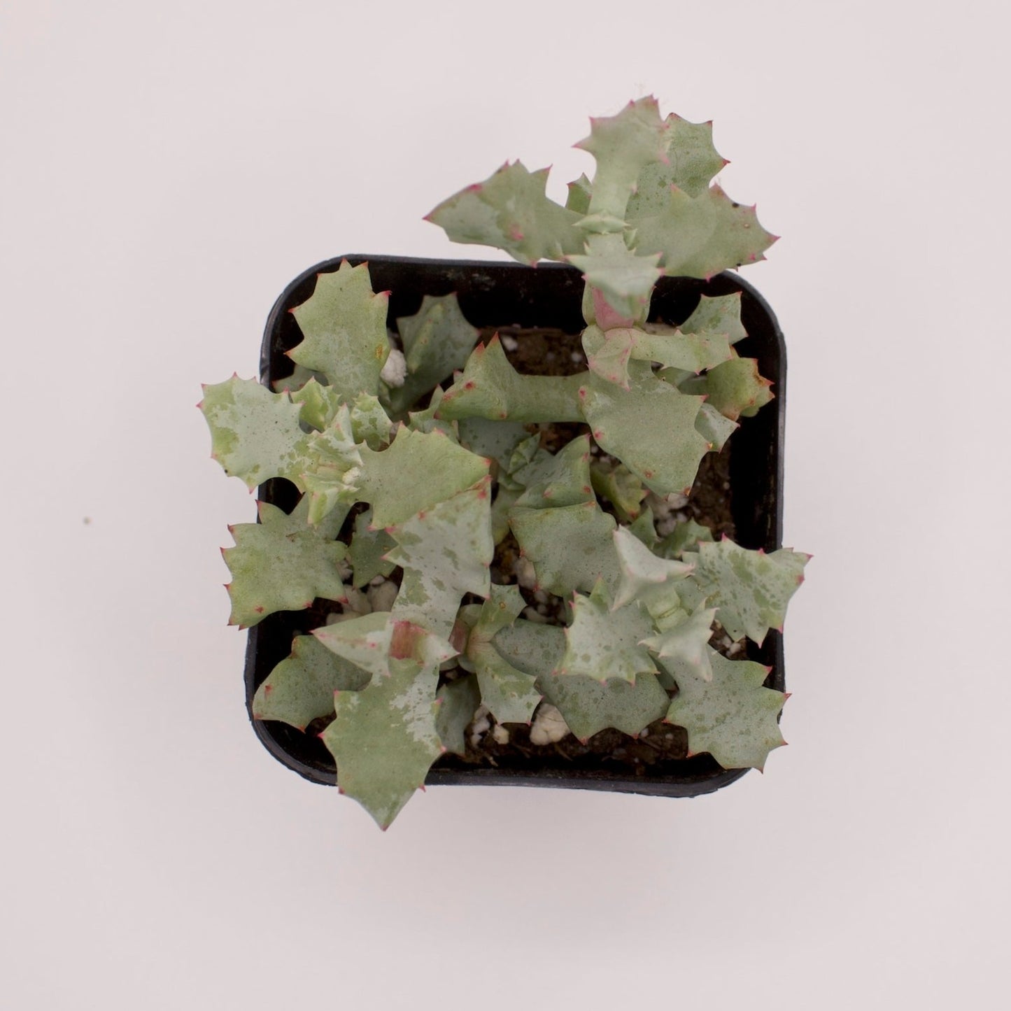 Oscularia Deltoides Pink Vygie