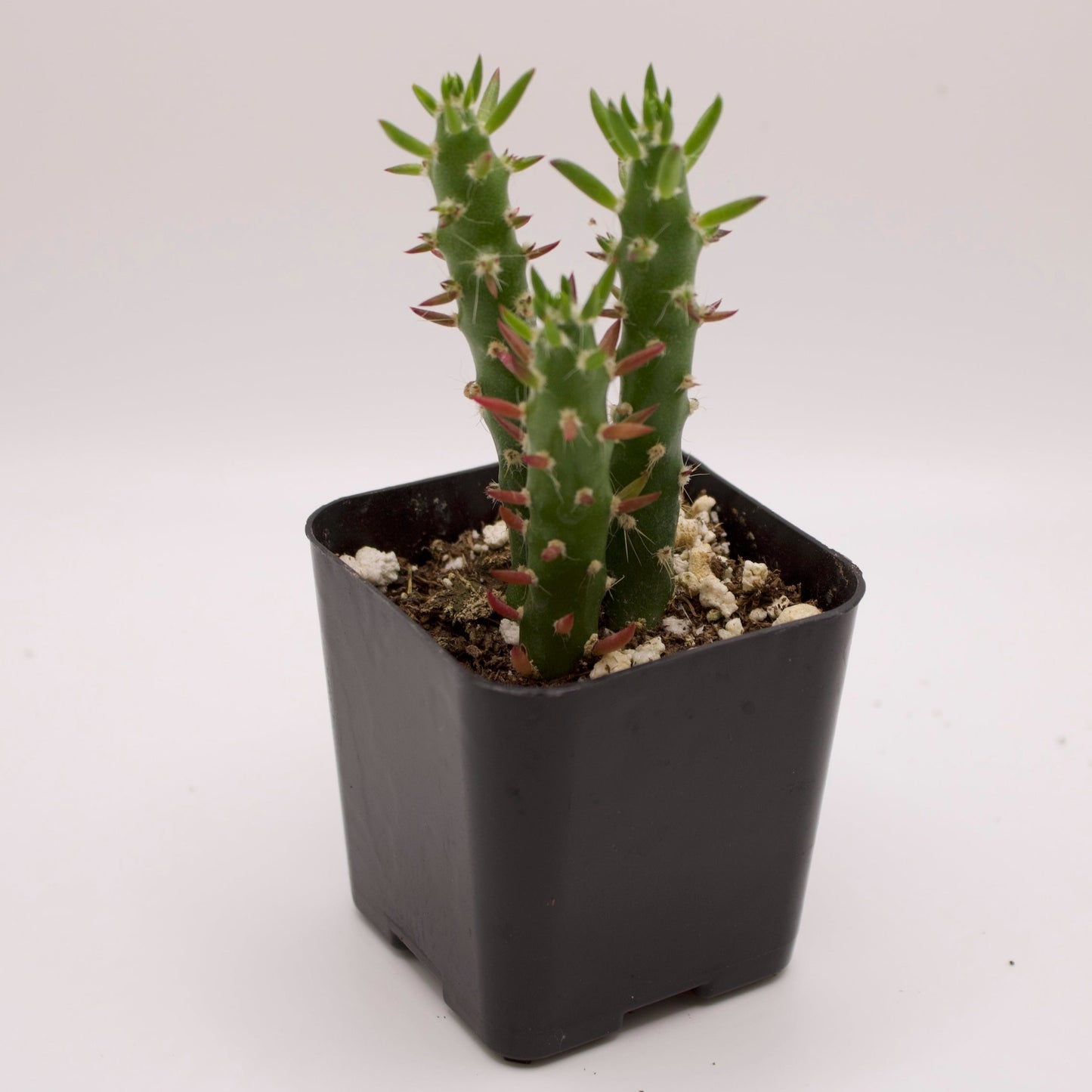 Austrocylindropuntia Eve's Needle