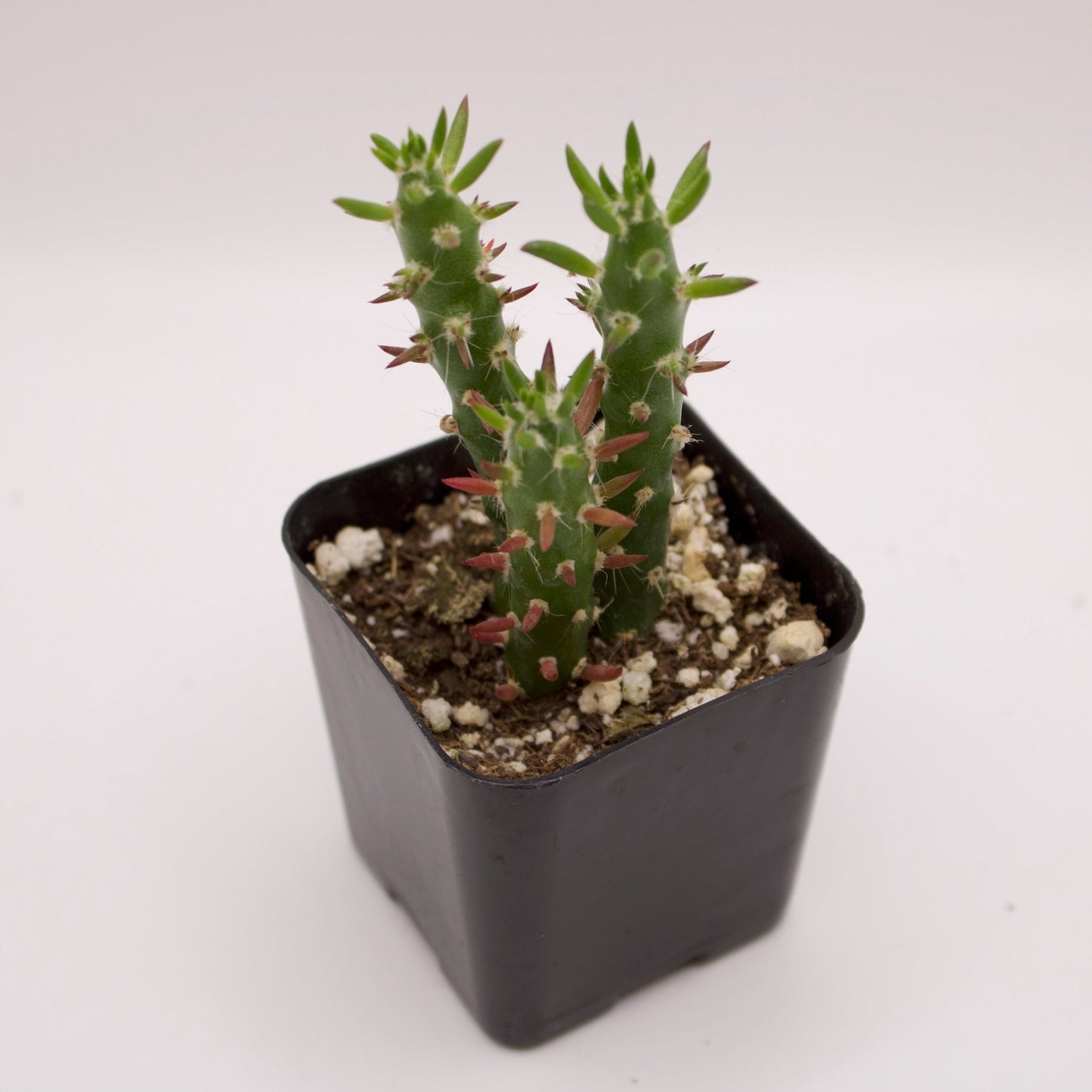 Austrocylindropuntia Eve's Needle