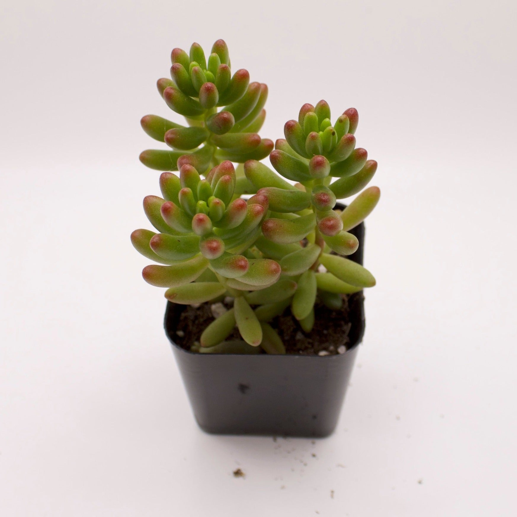 pork and beans succulent plant Sedum Pork n Beans – Perfectly Rooted Succulents