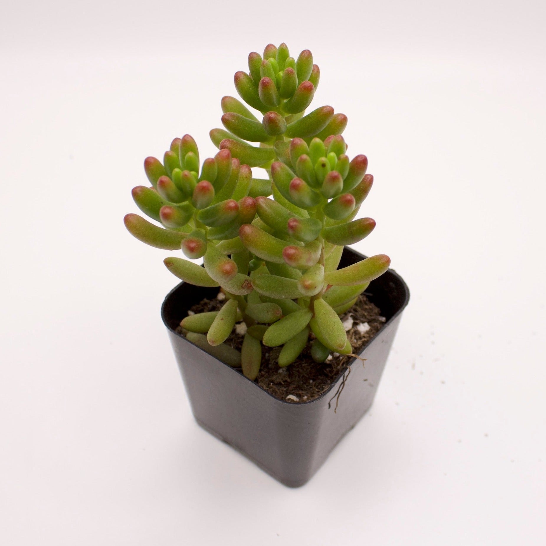 pork and beans succulent indoors Sedum Pork n Beans – Perfectly Rooted Succulents
