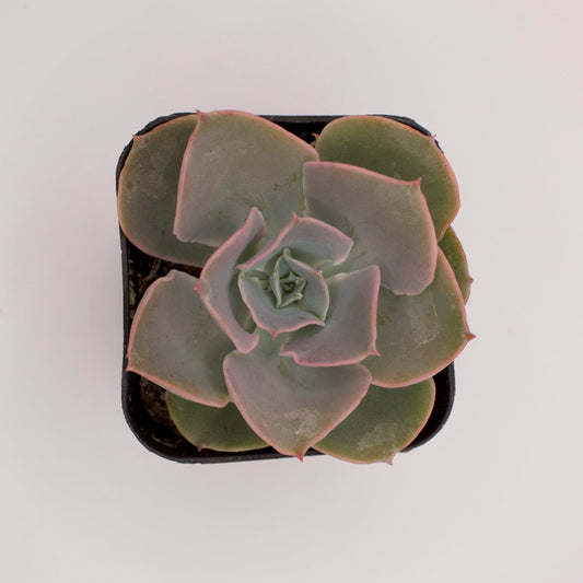 Echeveria Domingo