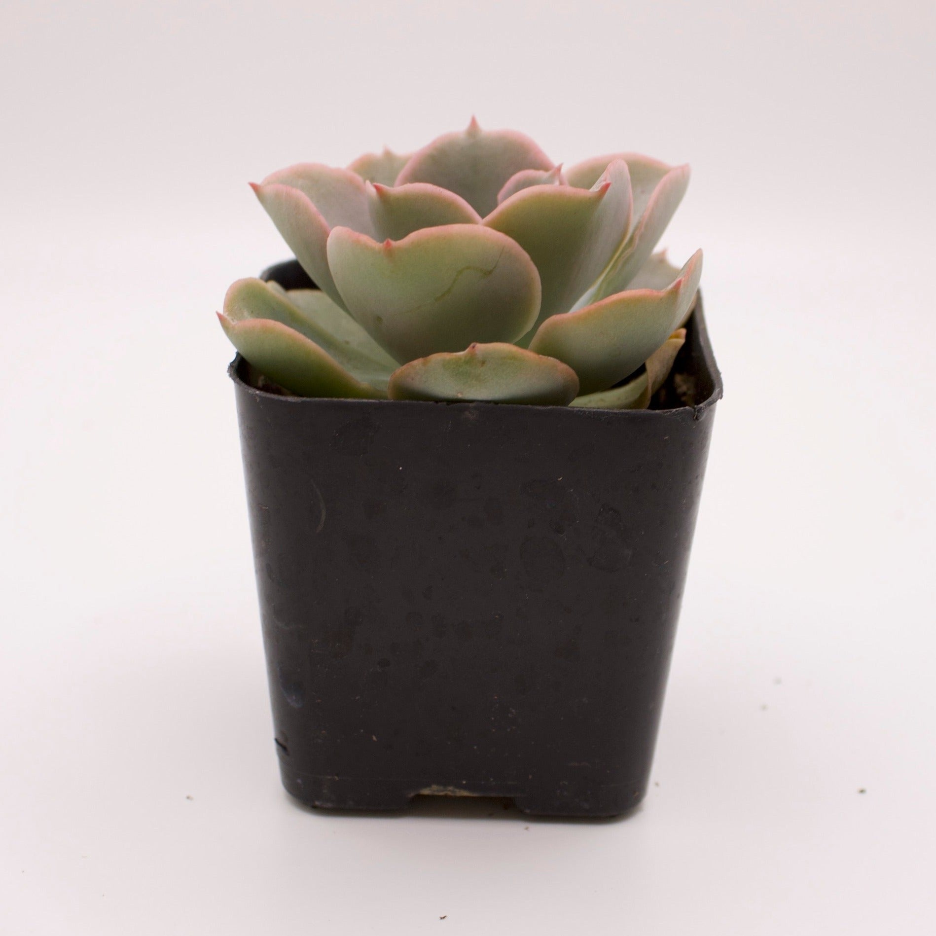 domingo succulent Echeveria Domingo – Perfectly Rooted Succulents