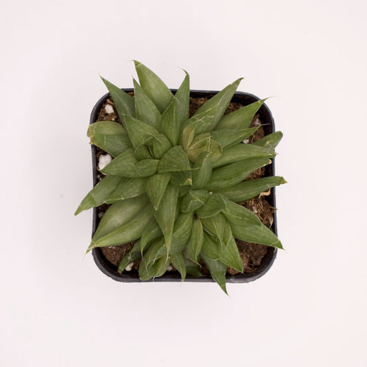 Haworthia Marumiana