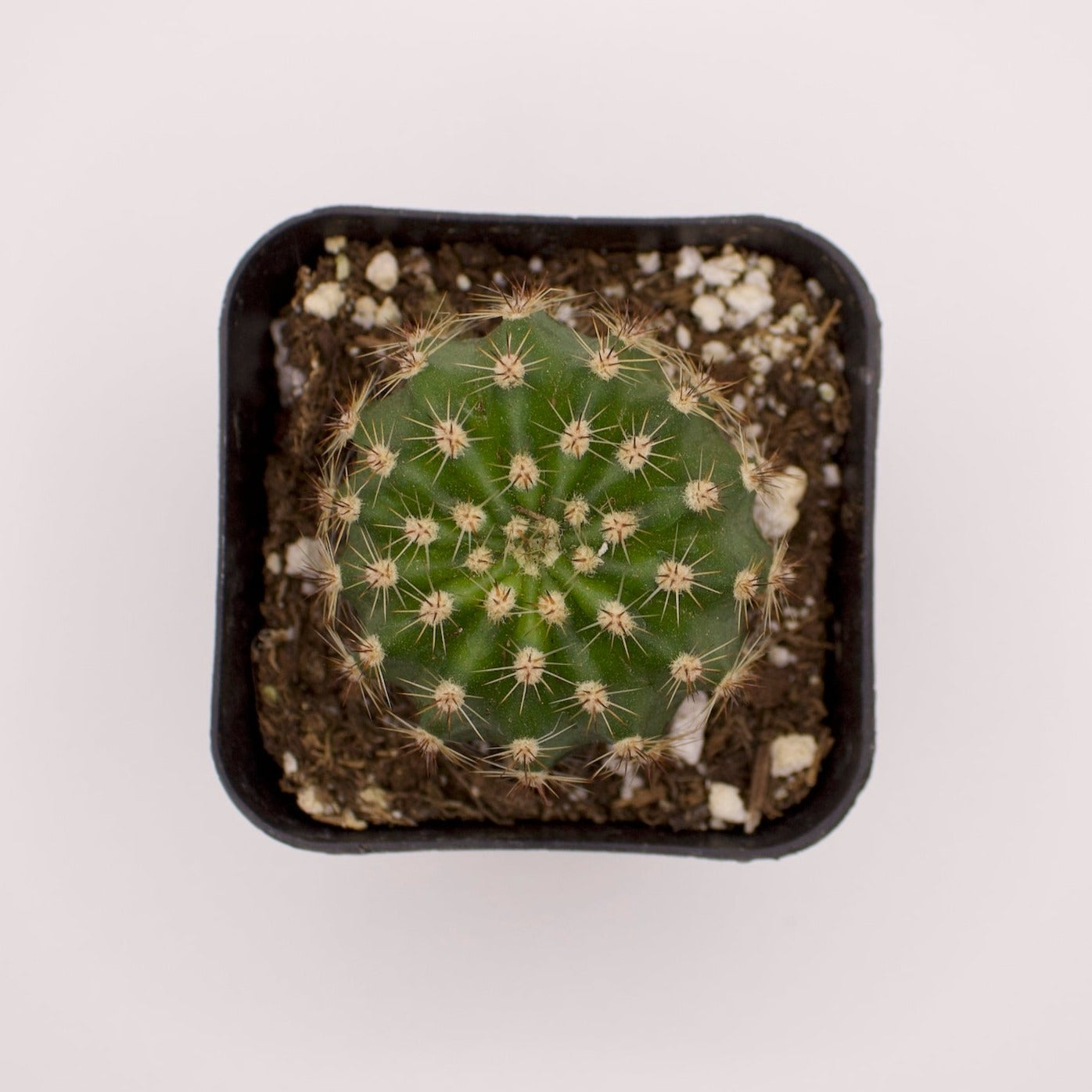 Gymnocalycium Bruchii