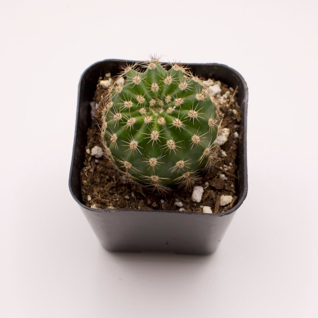 Gymnocalycium Bruchii