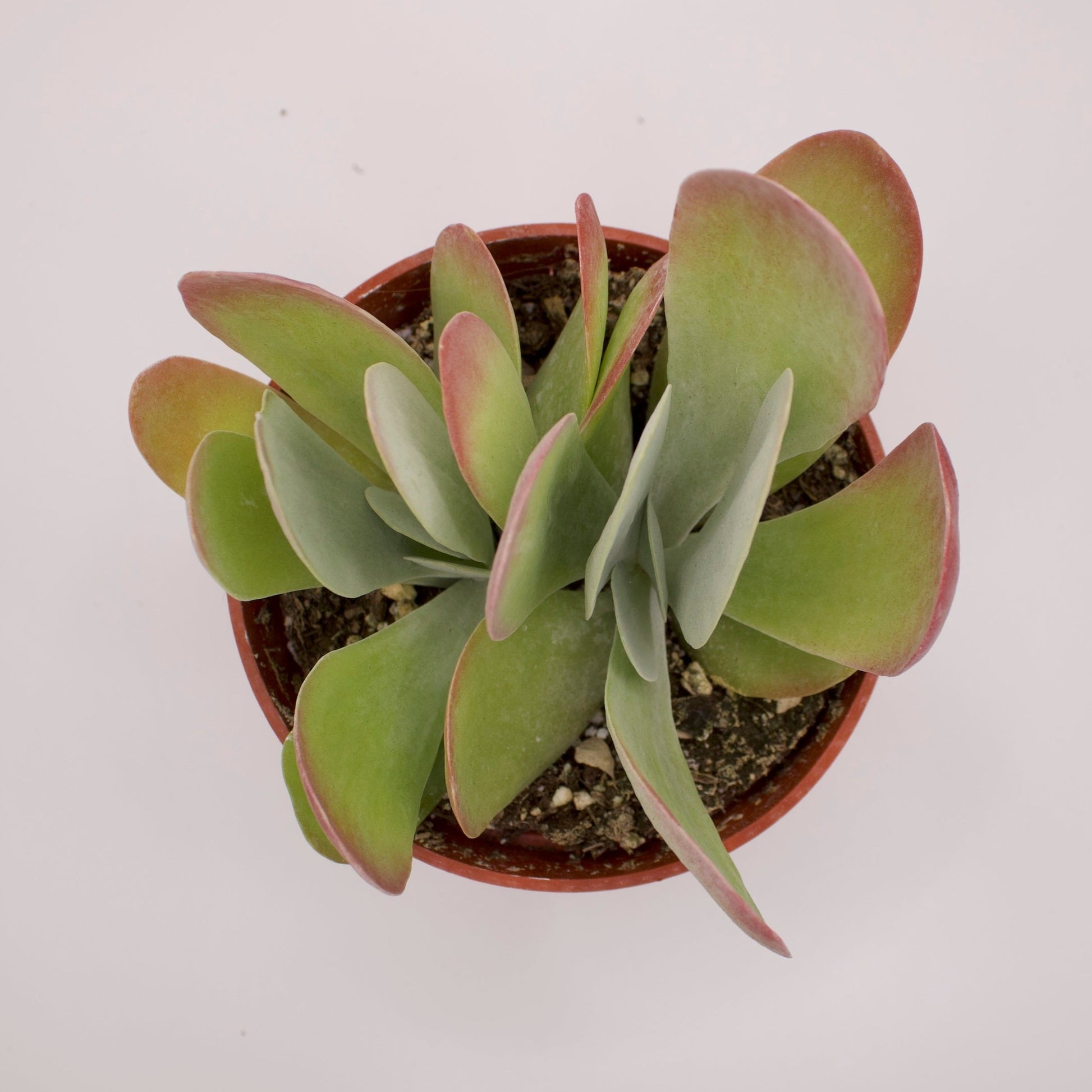 succulent paddle Kalanchoe Paddle Plant – Perfectly Rooted Succulents