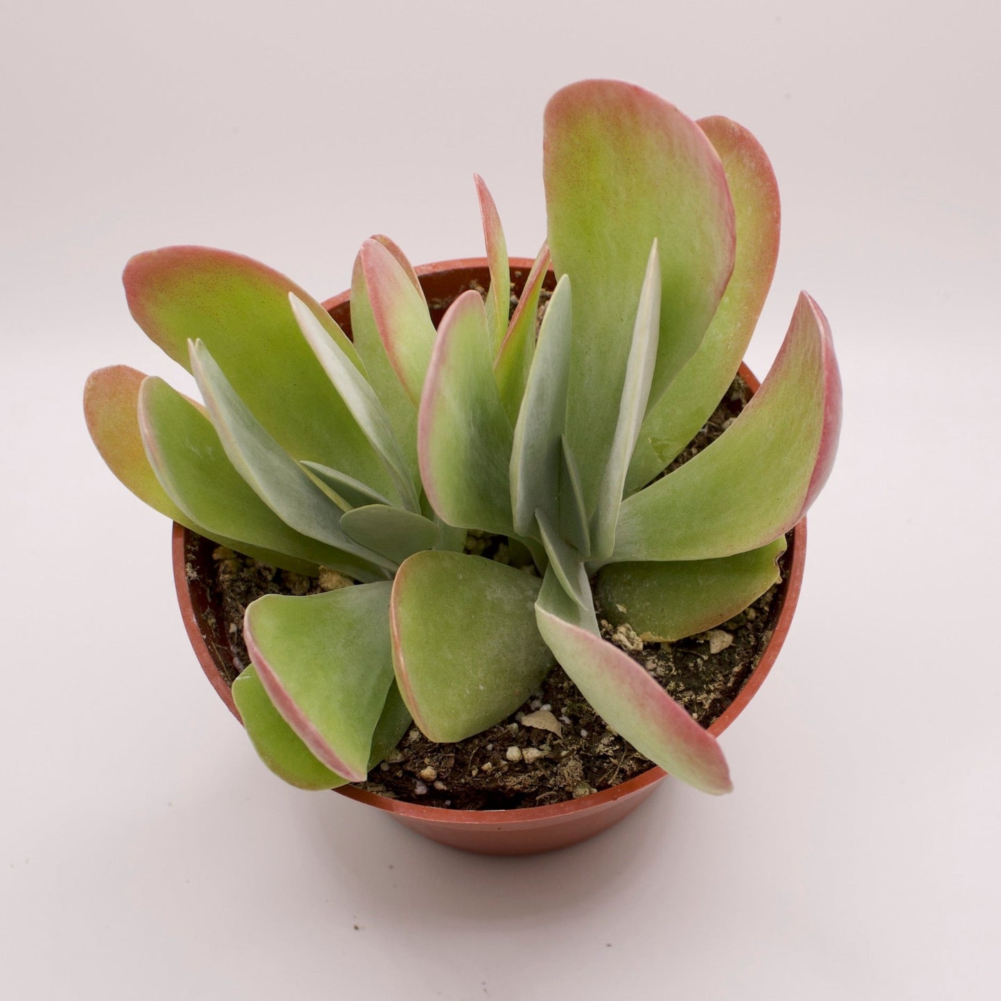 Kalanchoe Paddle Plant