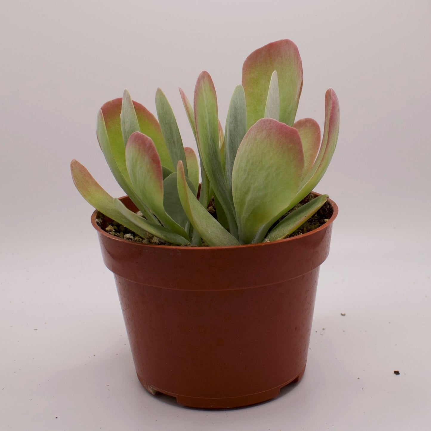 Kalanchoe Paddle Plant