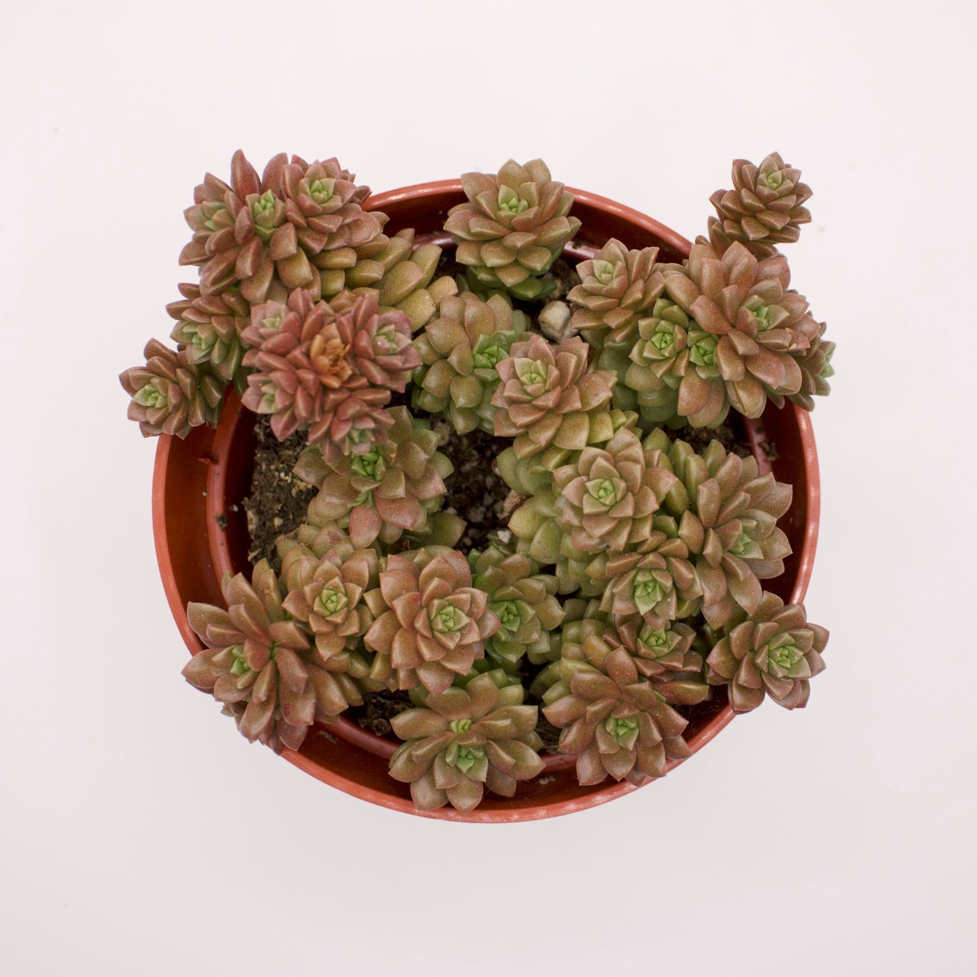 sedum little gem succulent Cremnosedum Little Gem – Perfectly Rooted Succulents
