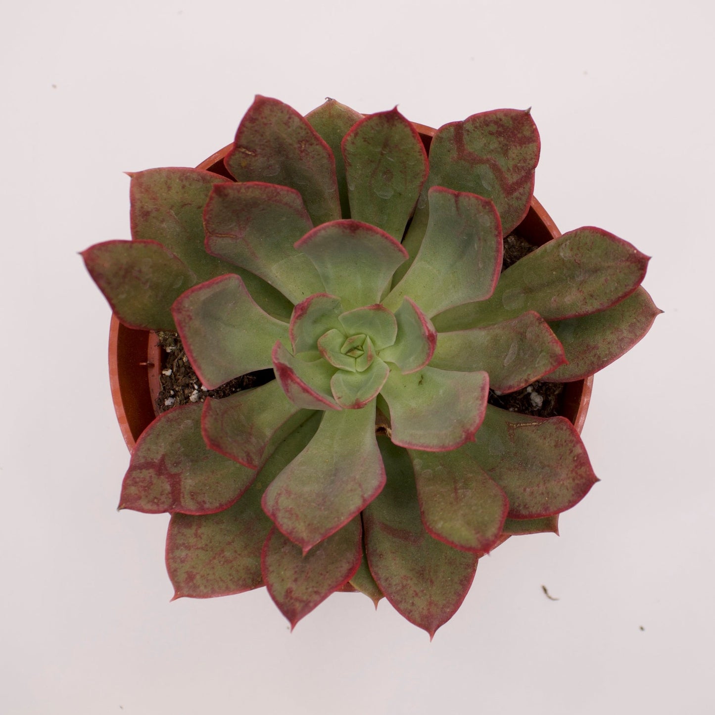 Echeveria Nodulosa