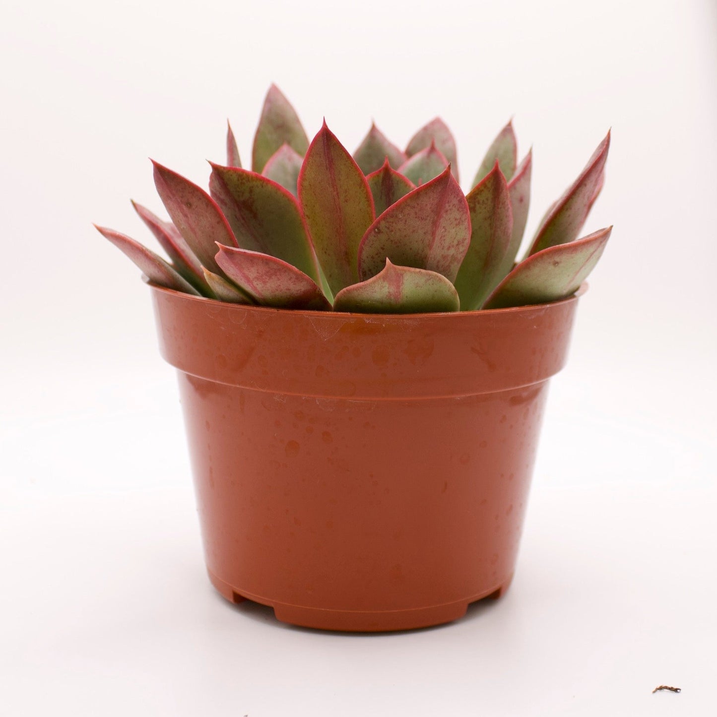 Echeveria Nodulosa