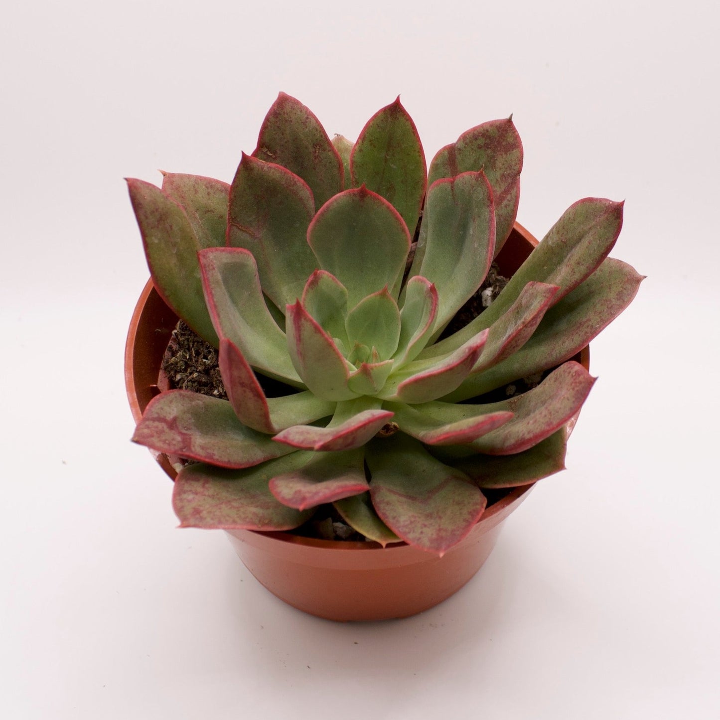 Echeveria Nodulosa