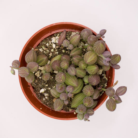 Senecio String of Watermelons