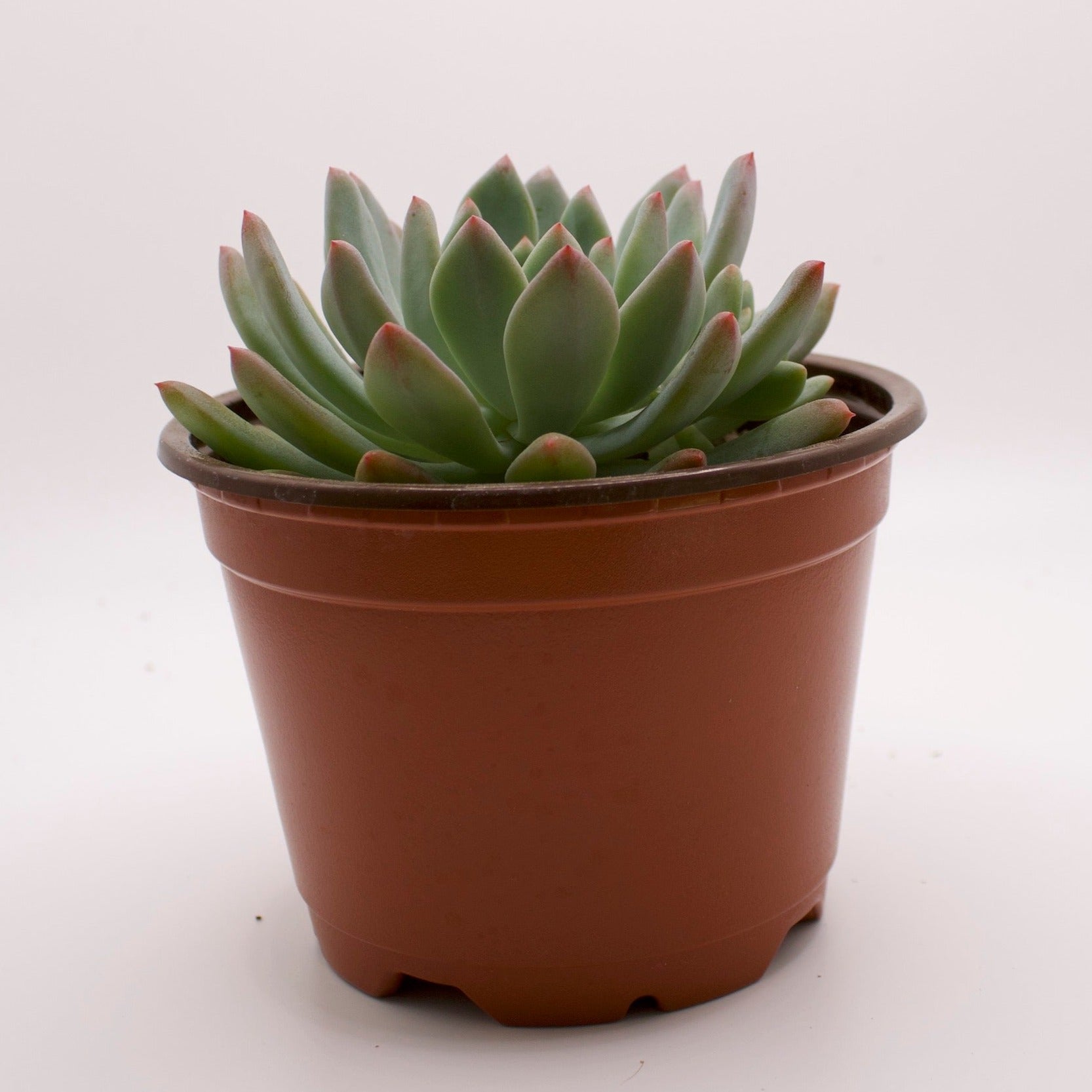 blue elf succulent Sedeveria Blue Elf – Perfectly Rooted Succulents