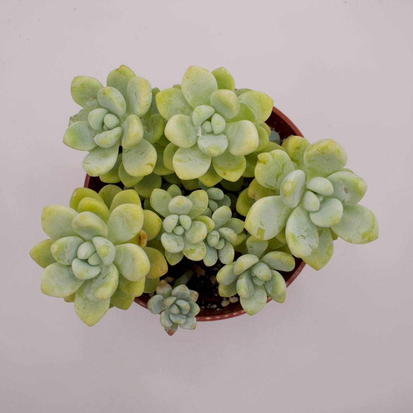 Sedum Clavatum