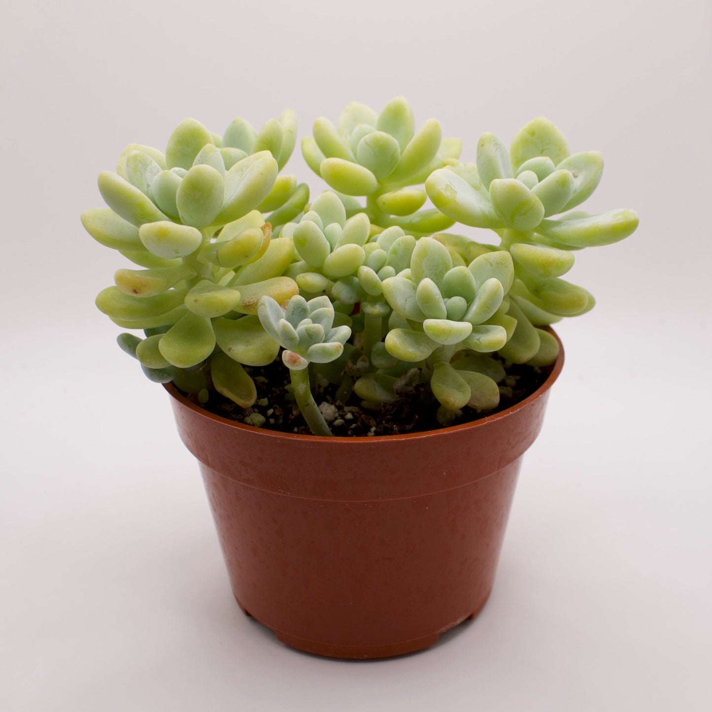 Sedum Clavatum