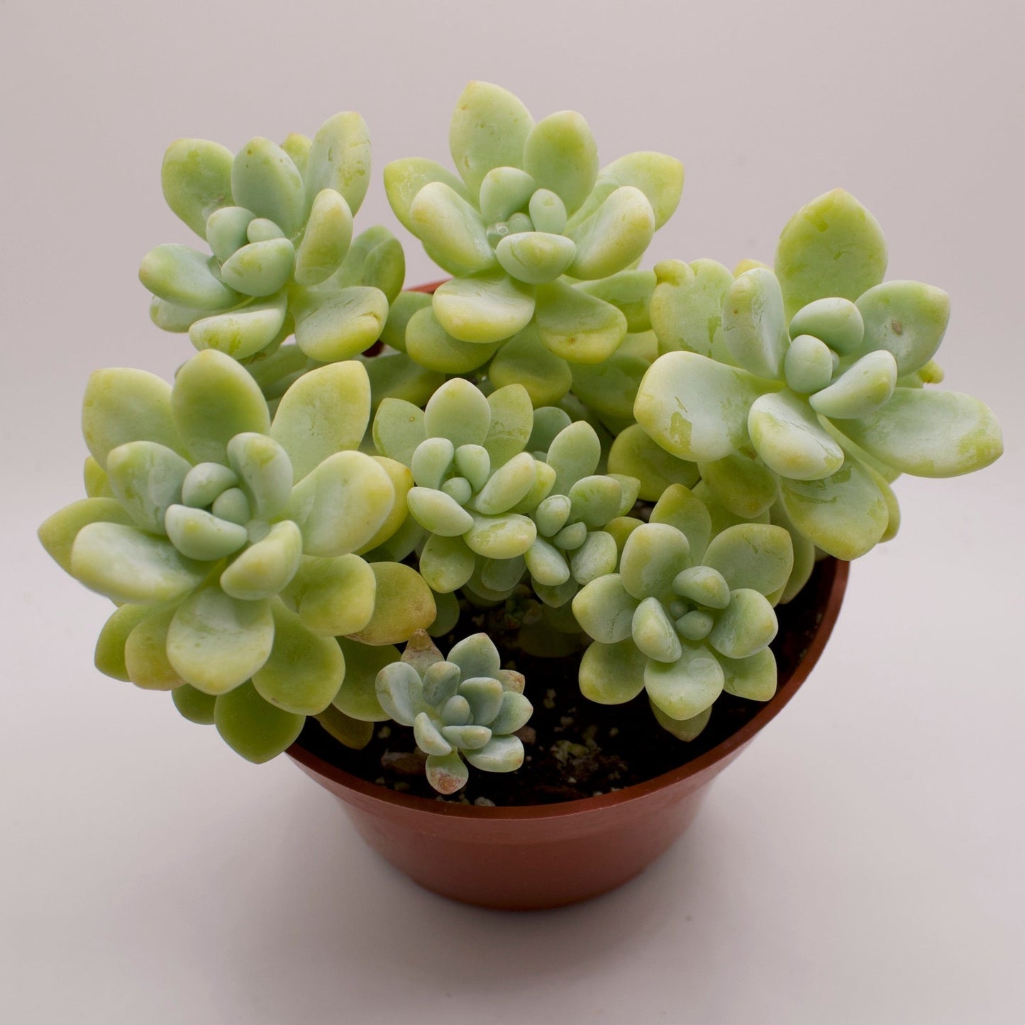 Sedum Clavatum