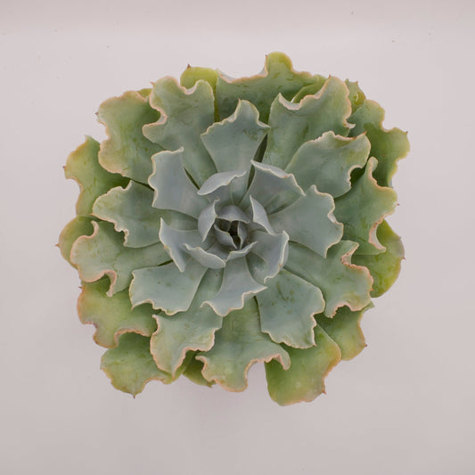 Echeveria Tsunami