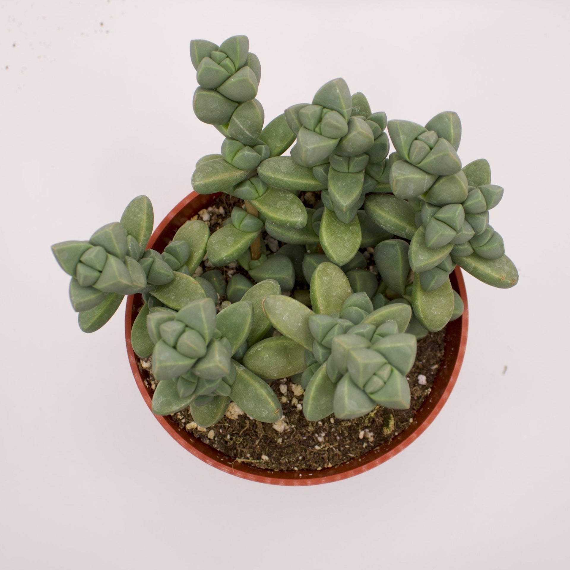 lehmannii succulent Lehmannii Ice Plant – Perfectly Rooted Succulents