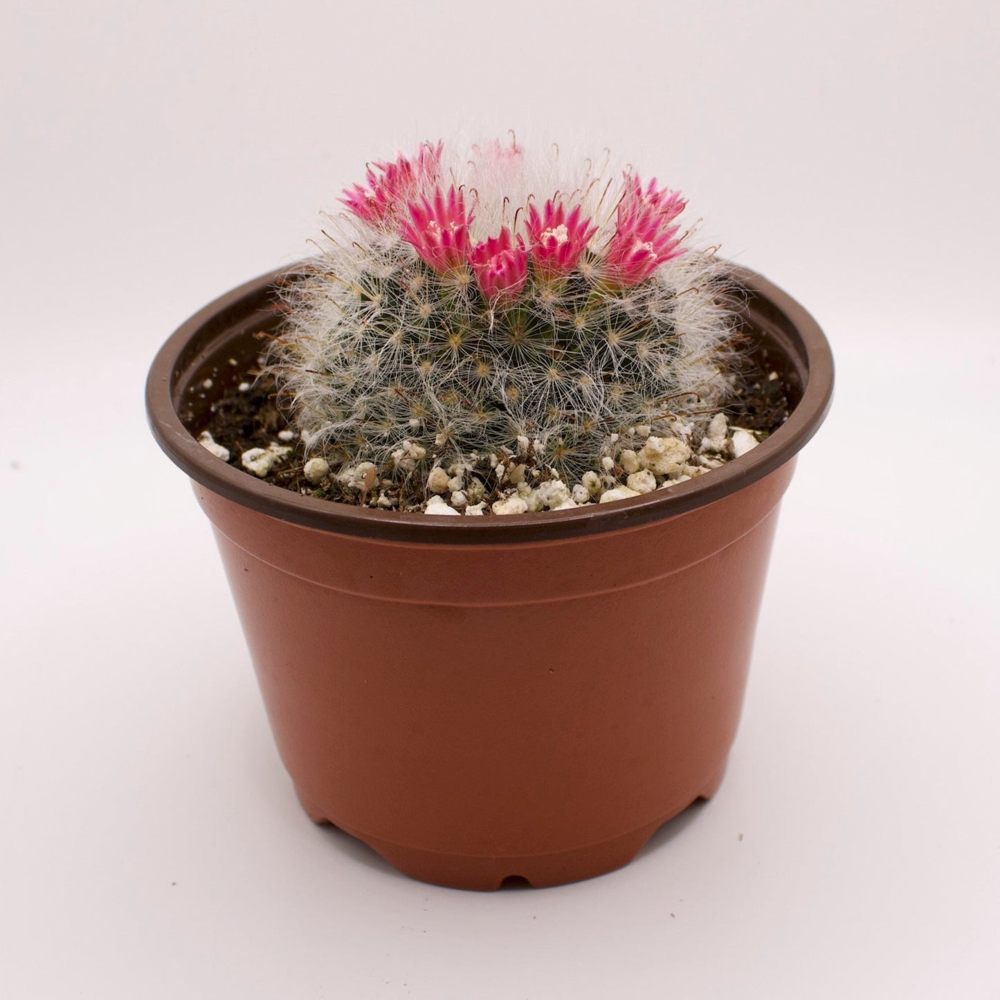 Mammillaria Powder Puff Cactus